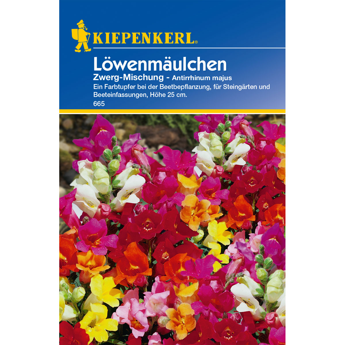 Kiepenkerl Löwenmäulchen Zwerg-Mischung Bild 1