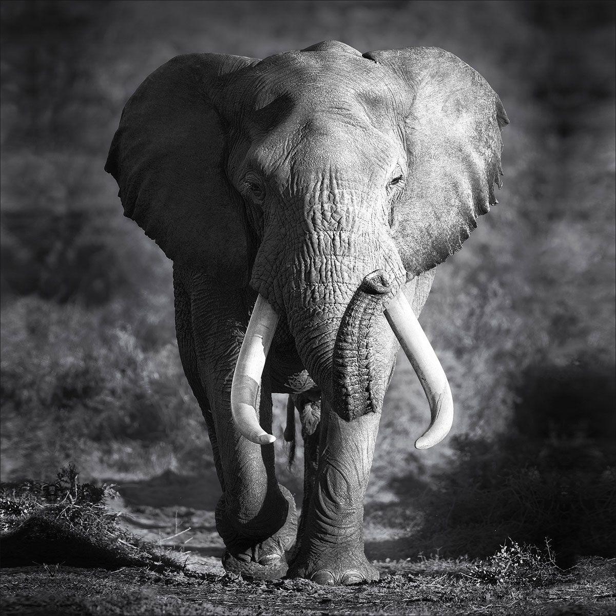 Glas-Art, Grey Elephant Head 20x20 Glasbild