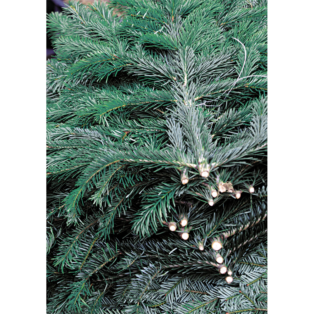 Plantiflor Tannenzweige Blaue Edeltanne Handbund 500 g Bild 2