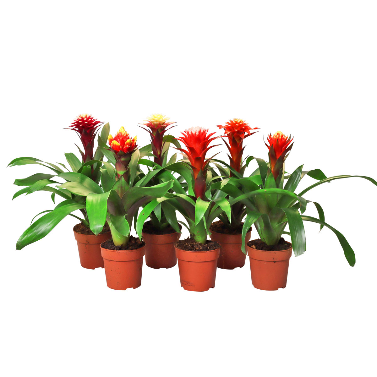 Plantiflor  Bromelien-Mix Topf- Durchmesser 12 cm