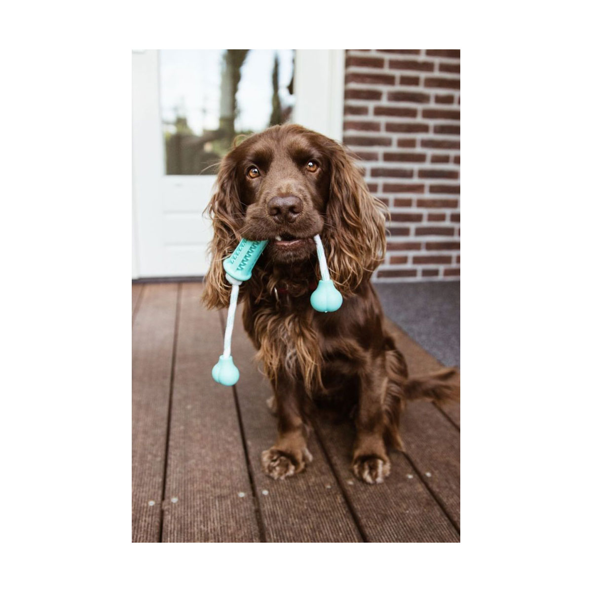 Nobby Vollgummi Stick mit Seil DENTAL LINE zweifarbig 37 x 9 cm Bild 2