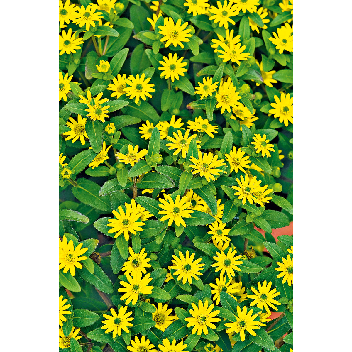 Plantiflor  Husarenknopf im Topf Durchmesser 10,5 cm Bild 2