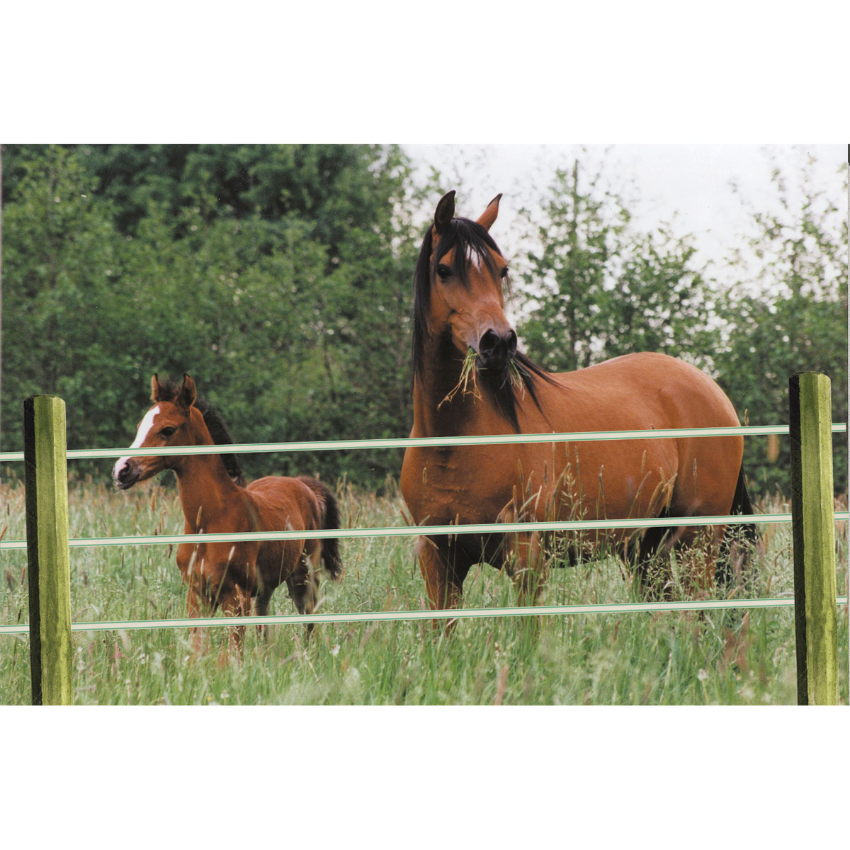 Streckenpfahl Octo Wood 8 x 180 cm braun Bild 3