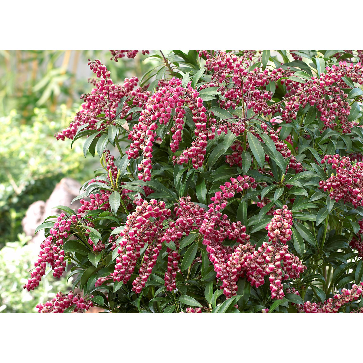 Plantiflor Lavendelheide Passion Topf Durchmesser 23 cm