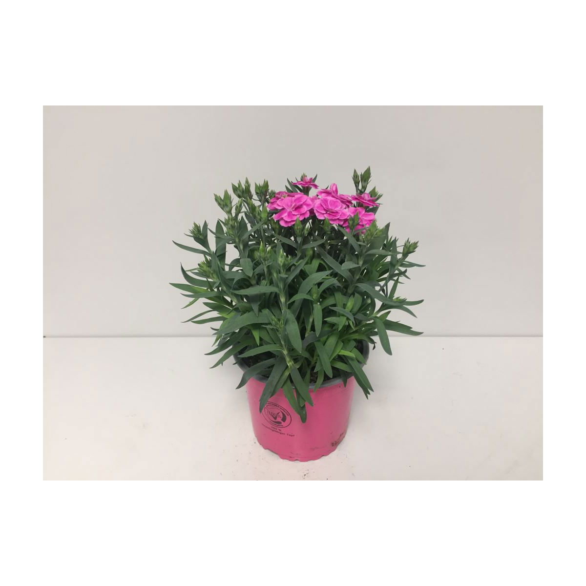 Gartennelke Peman T12