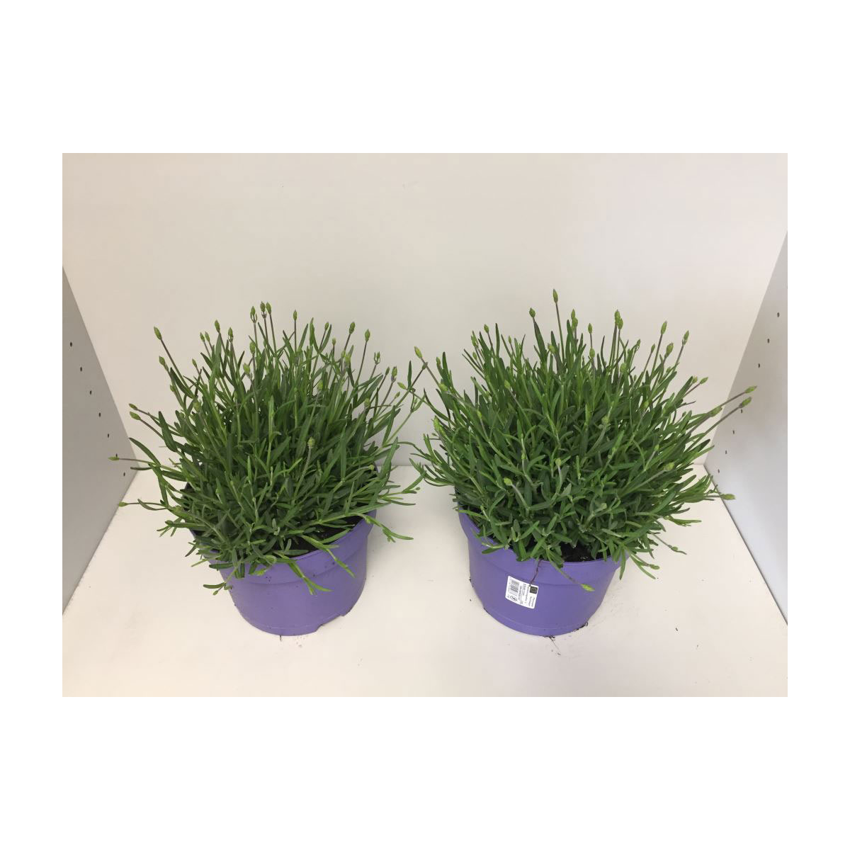 Plantiflor  Echter Lavendel T19