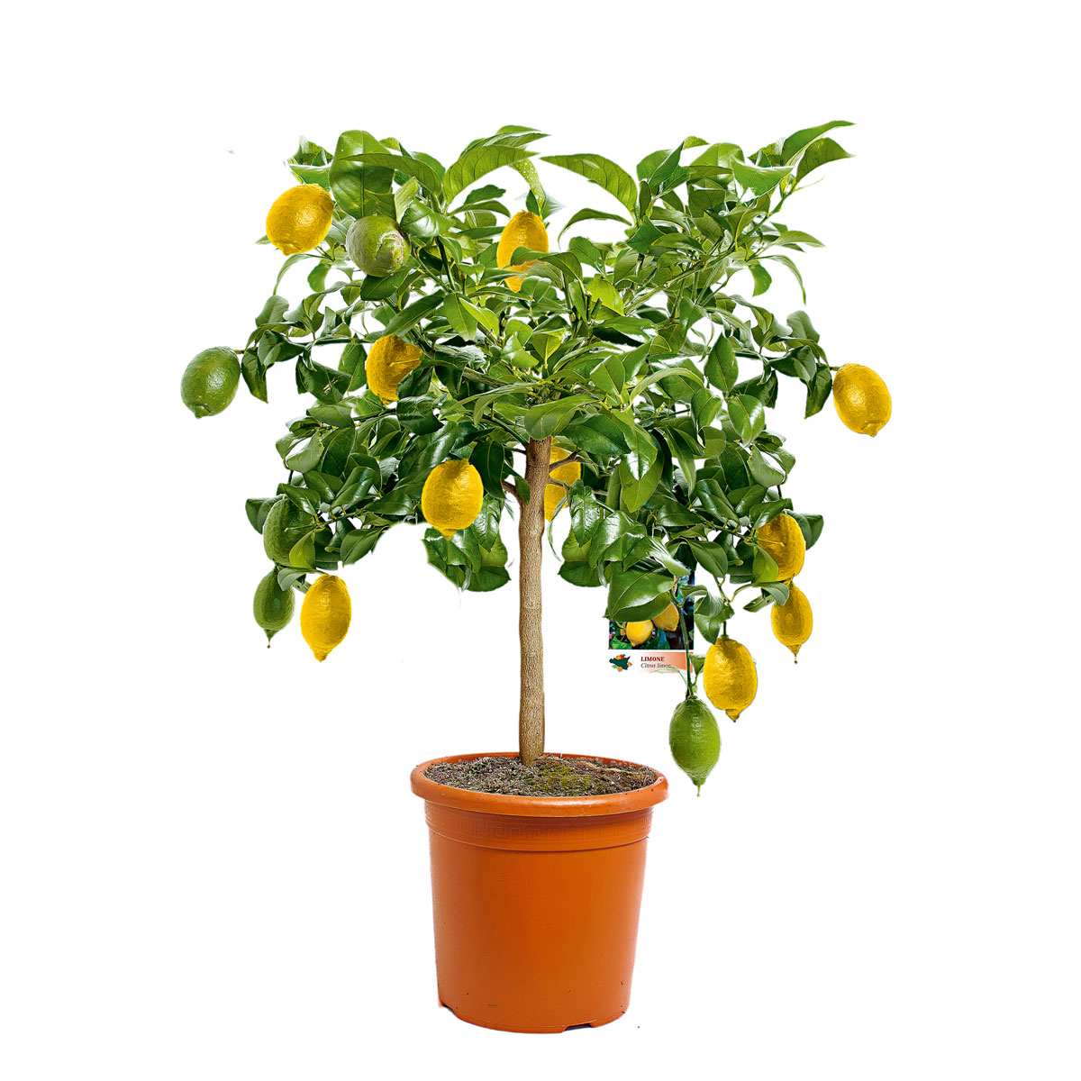 Plantiflor  Citrus-Ministamm Topf Durchmesser 20 cm 70-80 cm