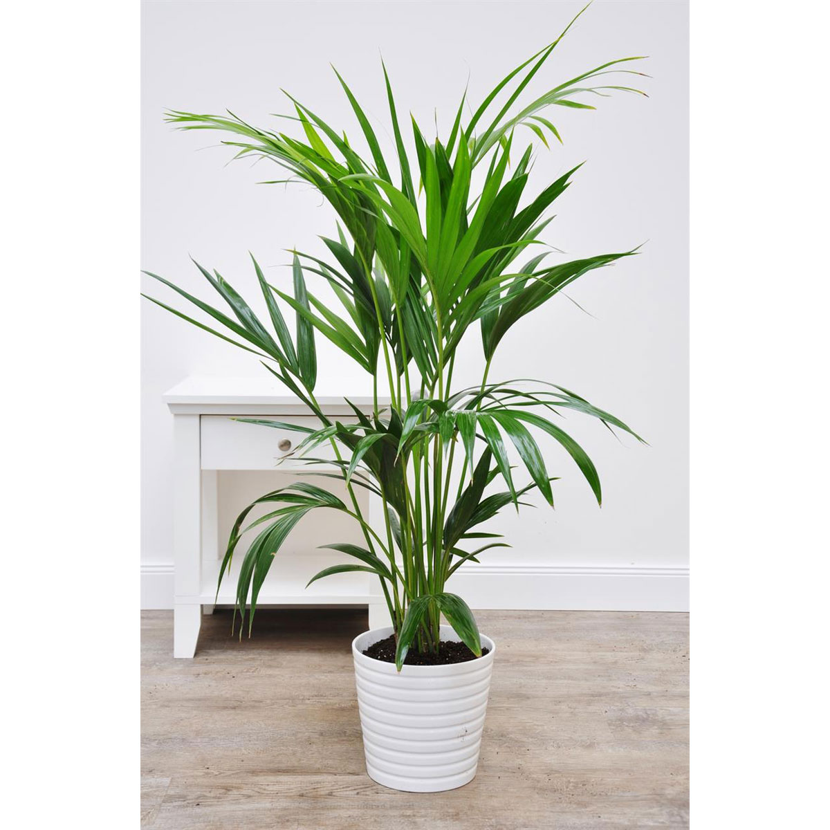kentia palme 110-120 cm, tuff | k000055316
