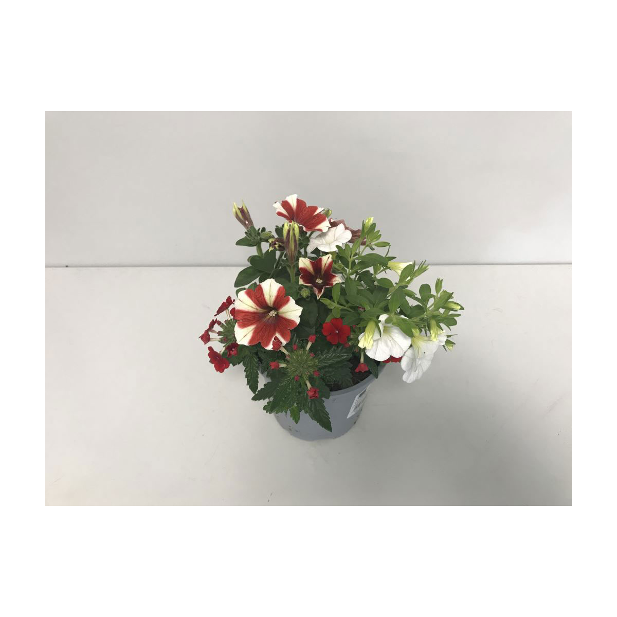 Beetpflanze „Trio“, rot-weiß, T13