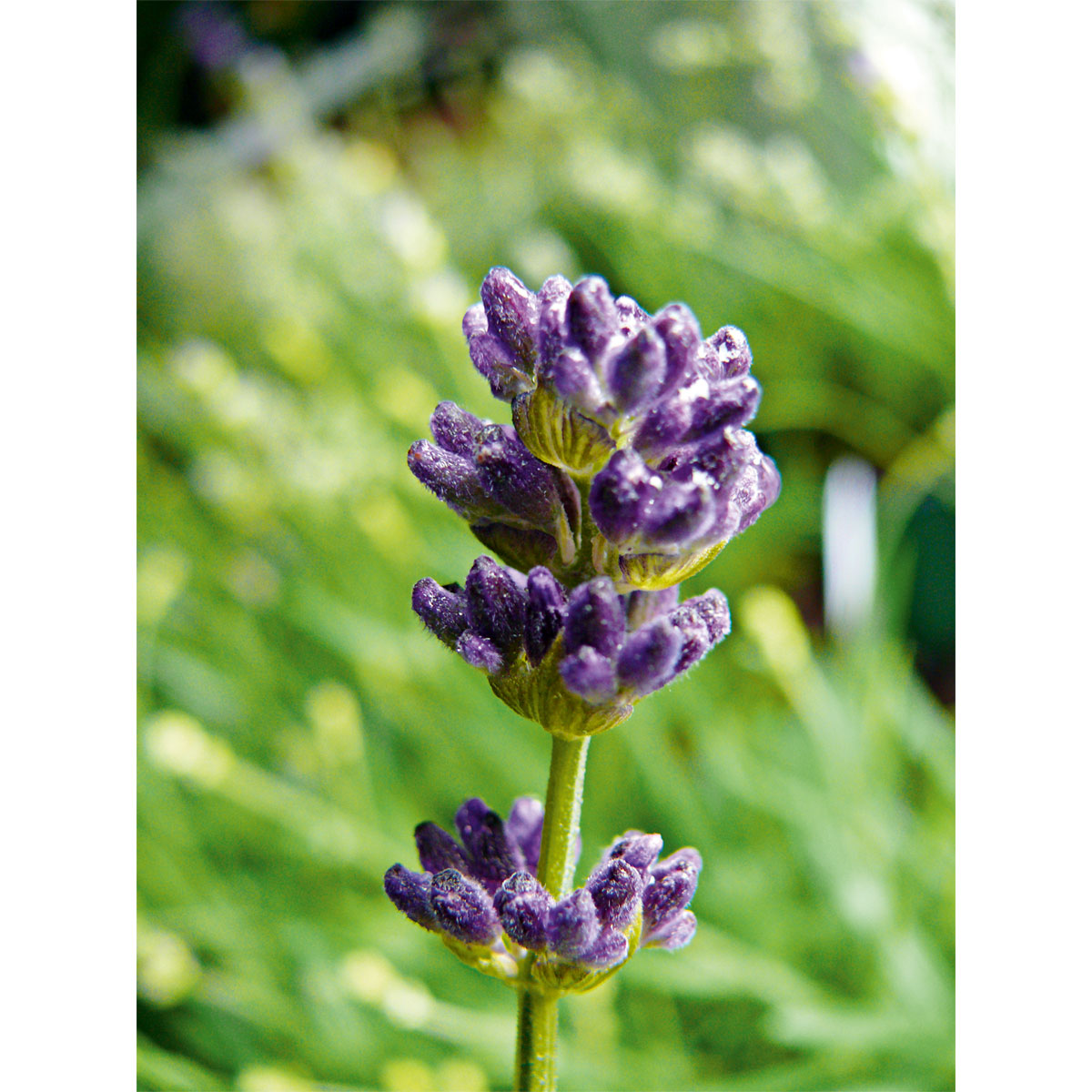 Plantiflor  Echter Lavendel Topf- Durchmesser 11 cm Bild 2