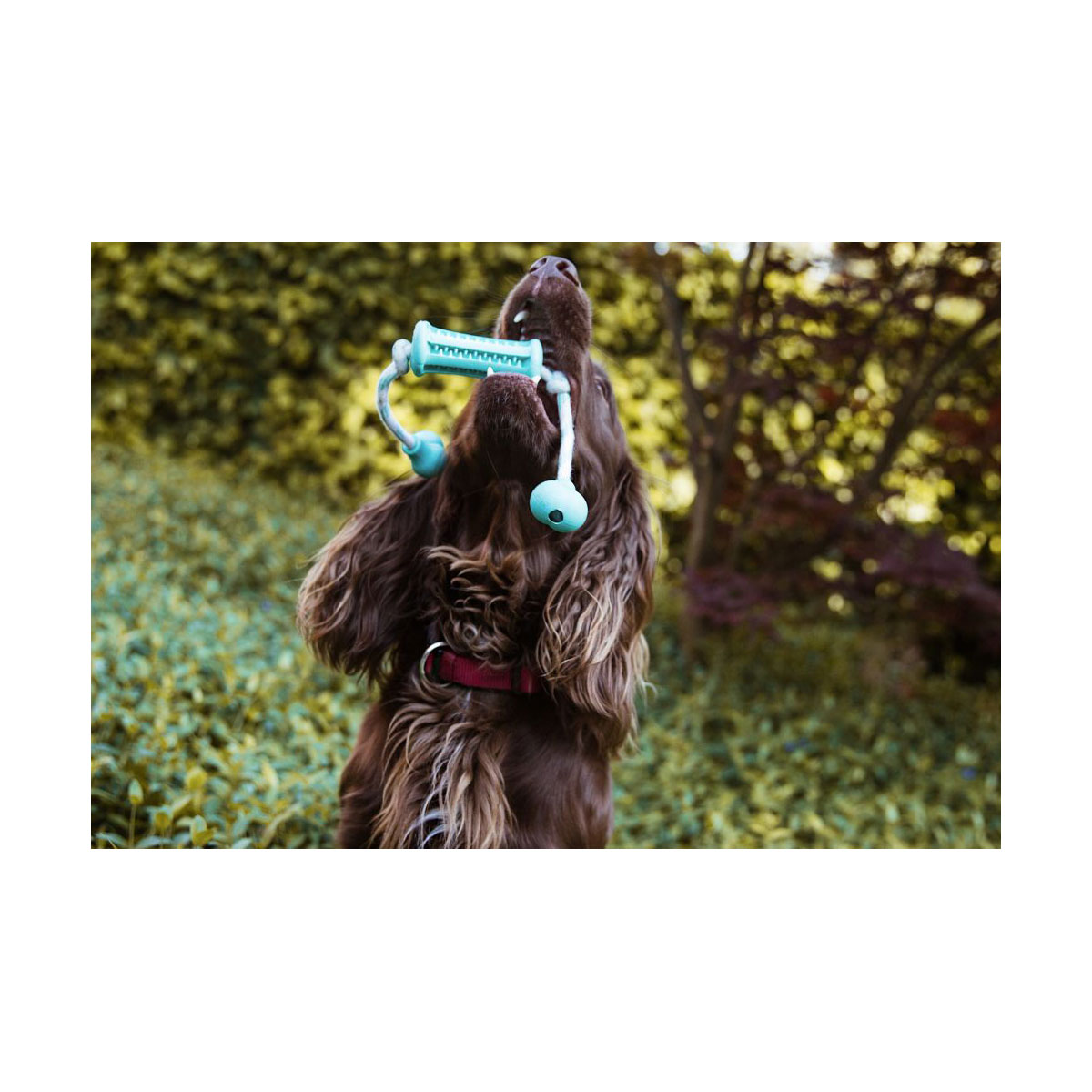 Nobby Vollgummi Stick mit Seil DENTAL LINE zweifarbig 37 x 9 cm Bild 3