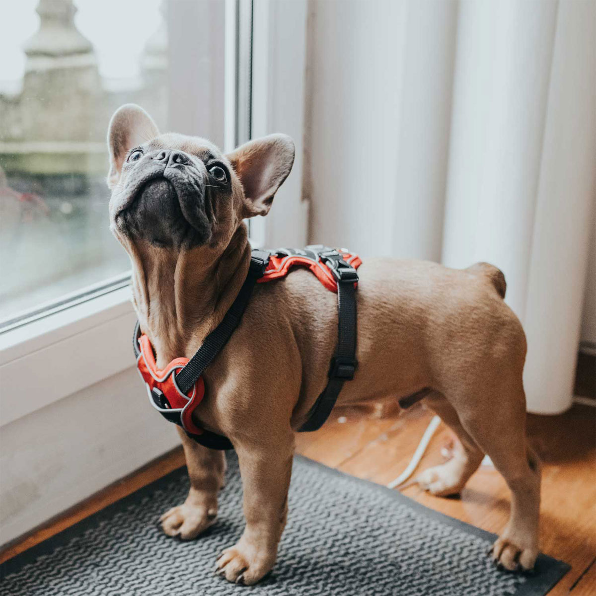 Hunter Hundegeschirr Divo rot-grau Größe L-XL Bild 9