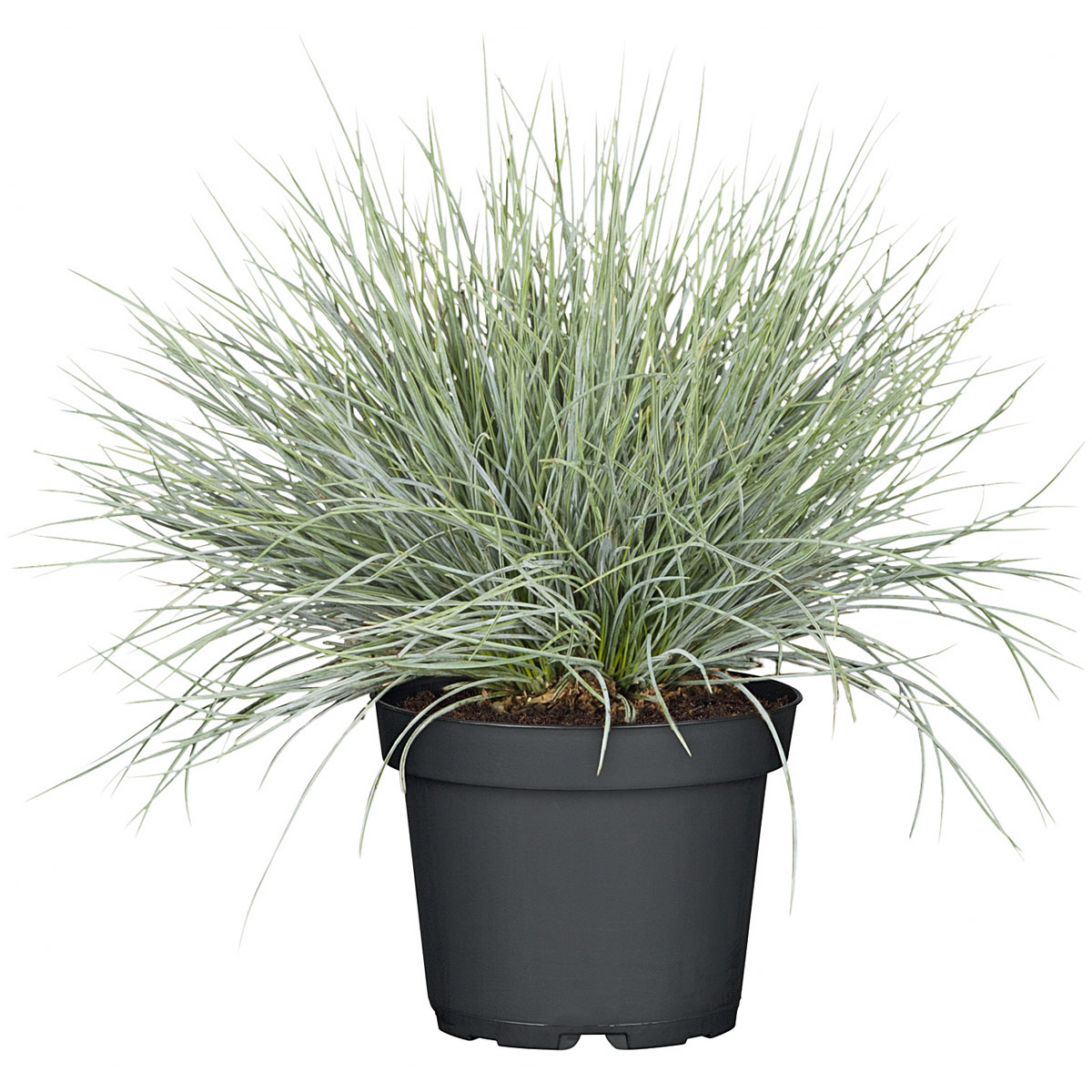 Plantiflor Herbstpflanzen Silberner Herbst 6er-Pack Bild 4