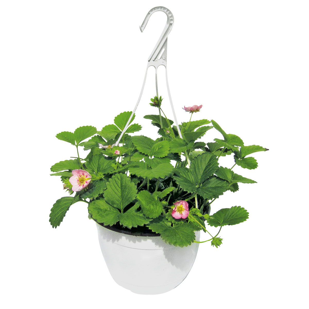 Plantiflor Erdbeeren-Ampel Topf Durchmesser 19 cm