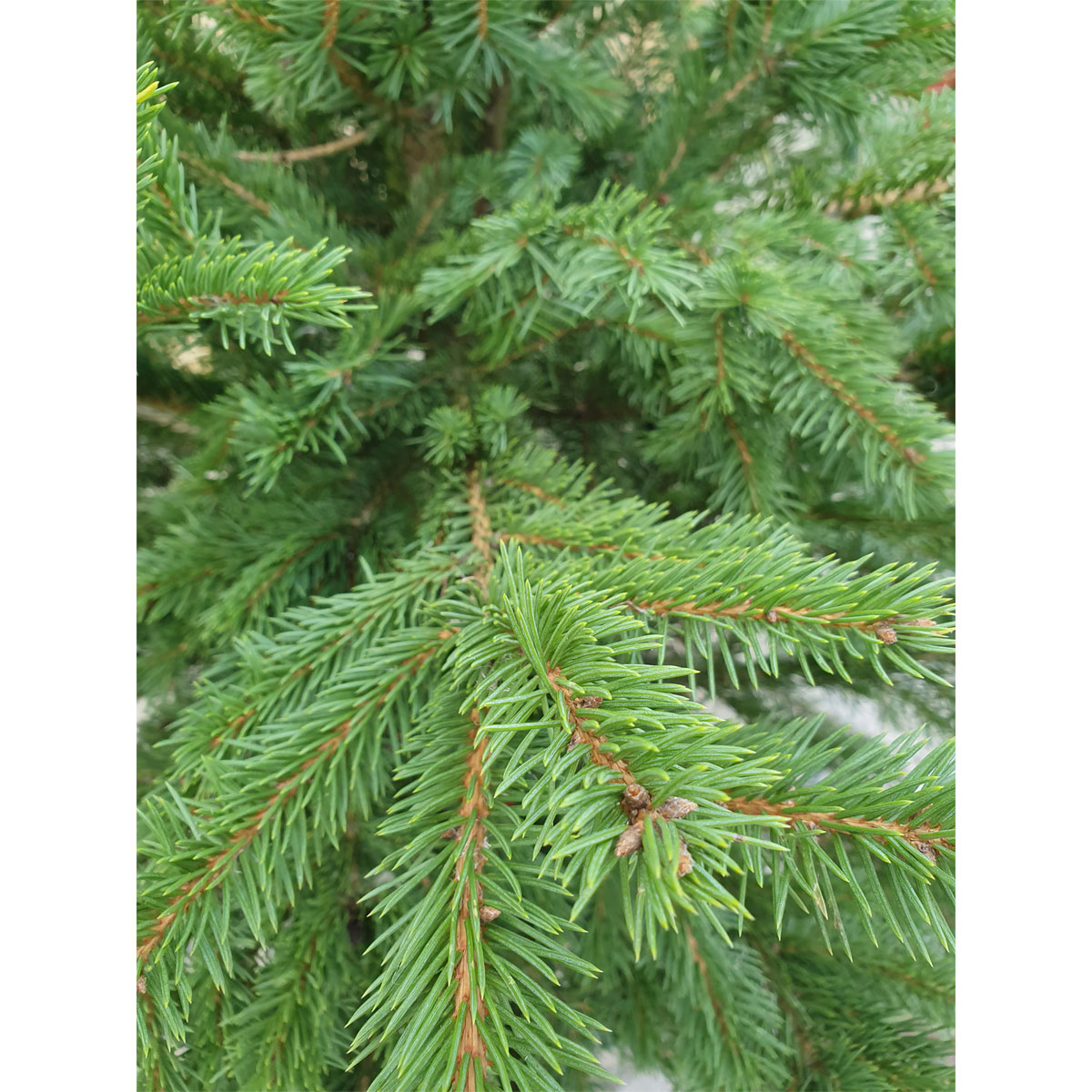 GNAD Picea pungens/pungens Glauca 110-130 Bild 2