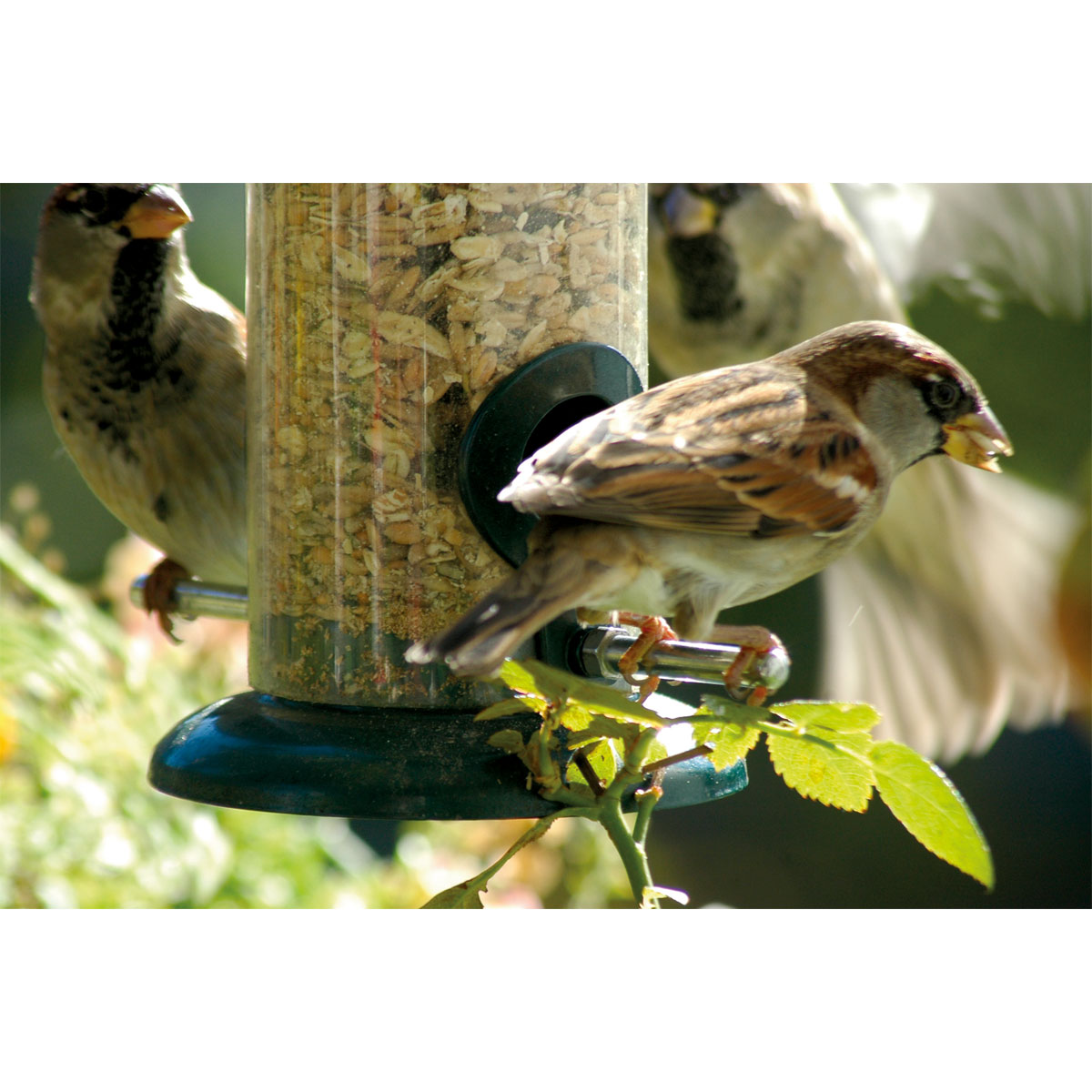 Futterspender zum Aufhängen 9,5 x 9,5 x 23 cm Metall Dunkelgrün Bild 5