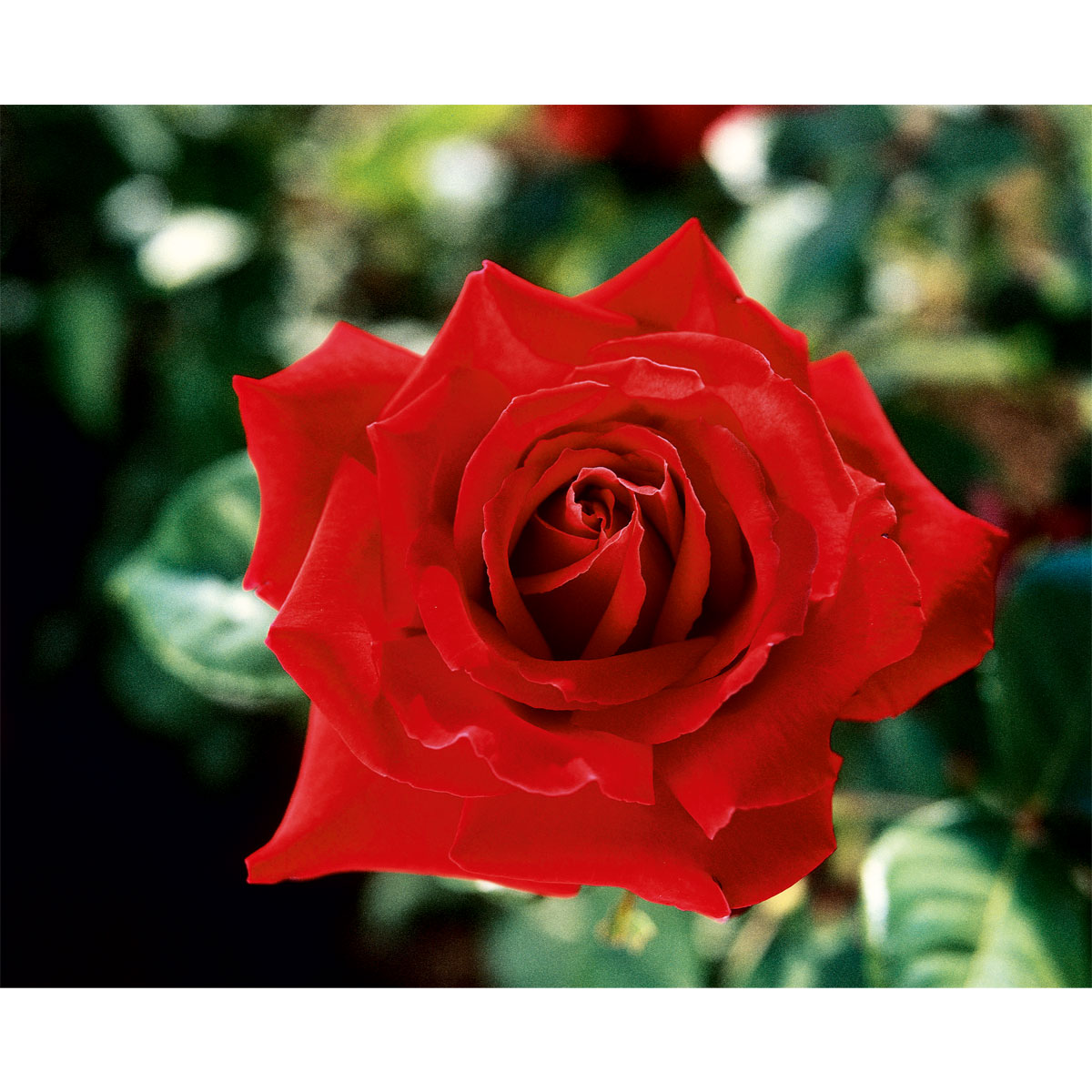 Plantiflor  Edelrose rot Topf- Durchmesser 19 cm Bild 3