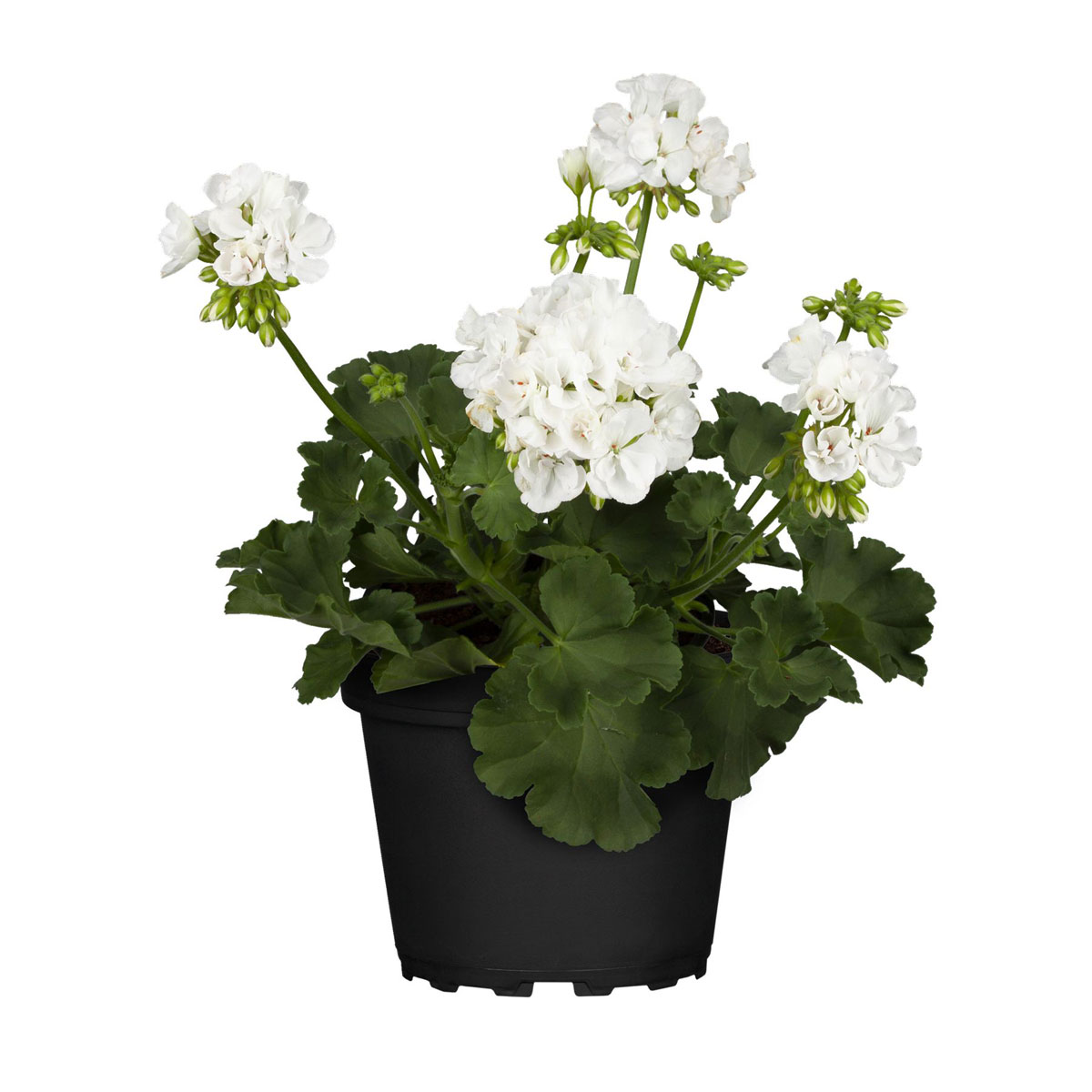 Stehende Geranie „Pelargonium zonale“, 12 cm, Weiß