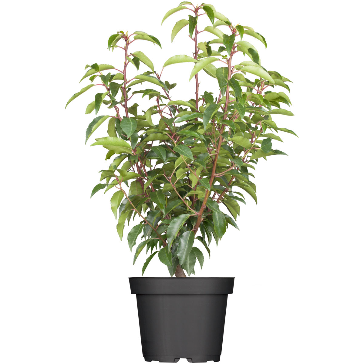 Plantiflor  Portugiesische Lorbeerkirsche Topf- Durchmesser 23 cm