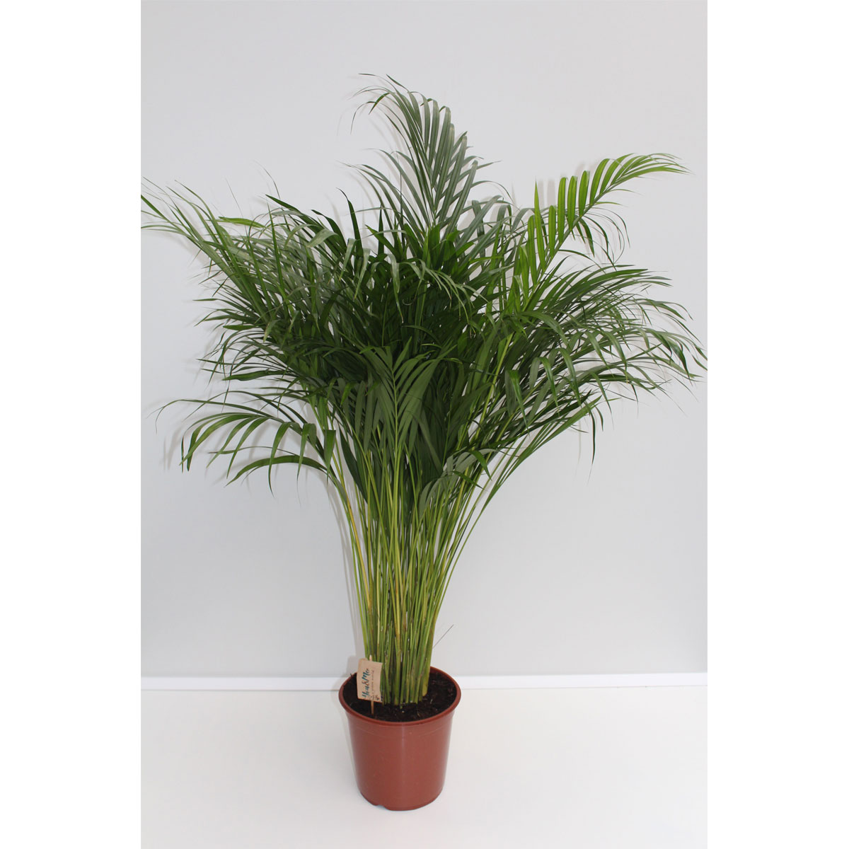 Plantiflor Goldfruchtpalme Topf Durchmesser 24 cm Bild 2