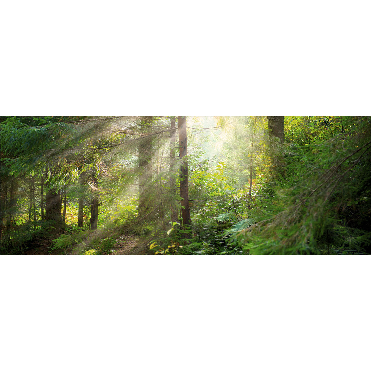 Decopanel, Wald, 30x80 cm