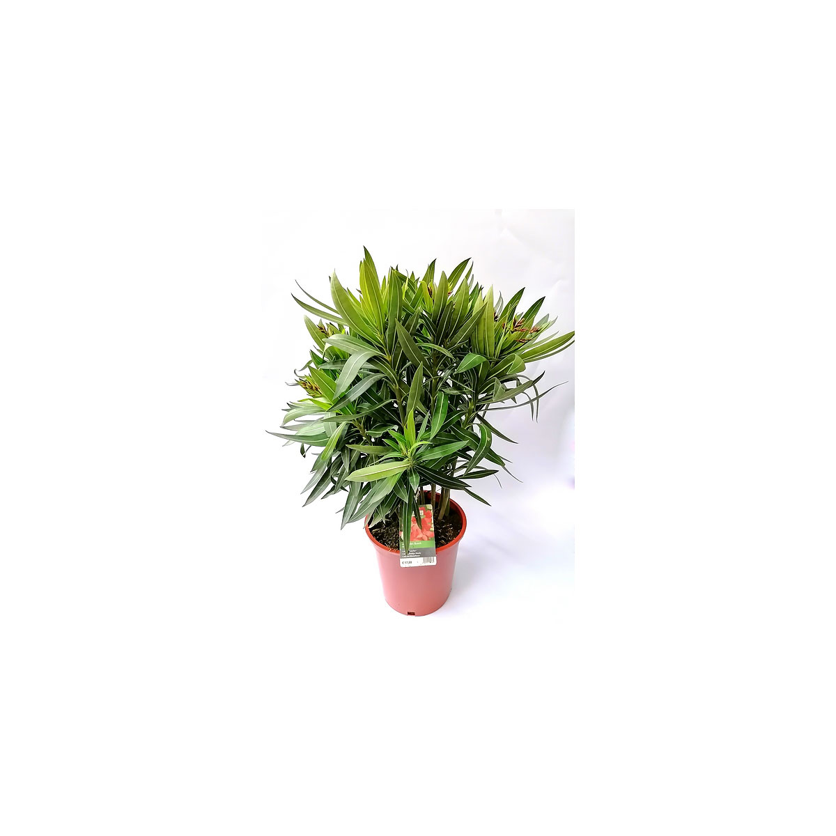 Plantiflor Oleander Busch 60-80 cm T20 Bild 1