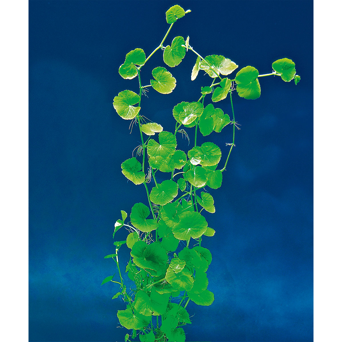 Dennerle Wasserpflanzen für Aquarien Bild 2