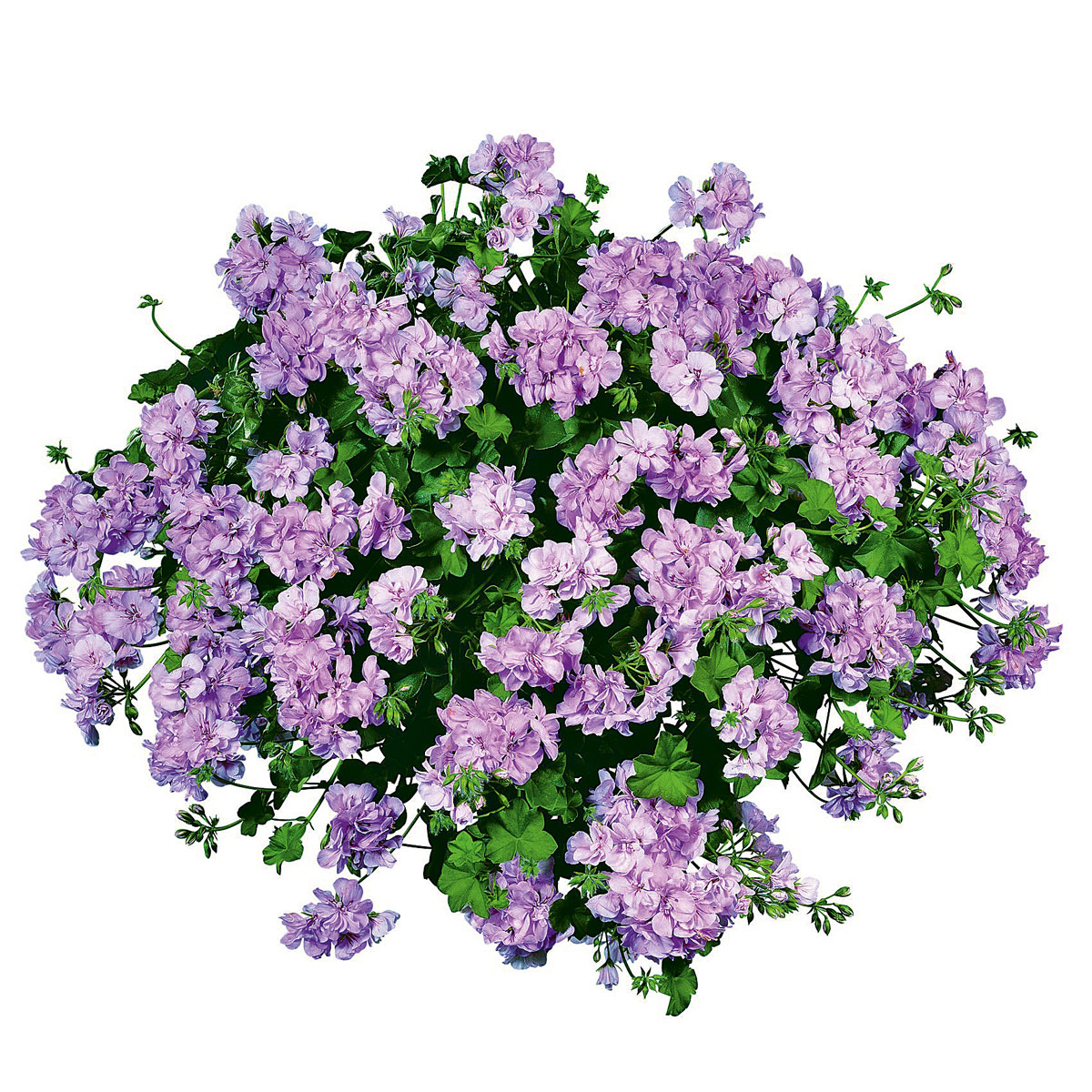 Plantiflor  Geranie hängend im Topf Durchmesser 10,5 cm Bild 2