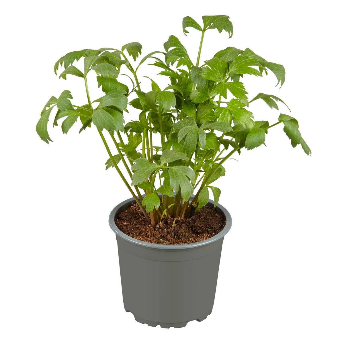 Plantiflor  Gourmetkräuter Liebstöckel Topf 12 cm