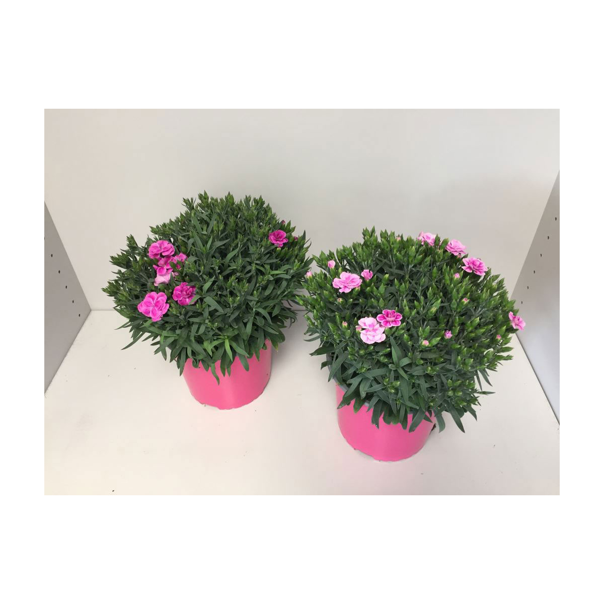 Plantiflor  Gartennelke verschiedene Farben T17 Bild 1