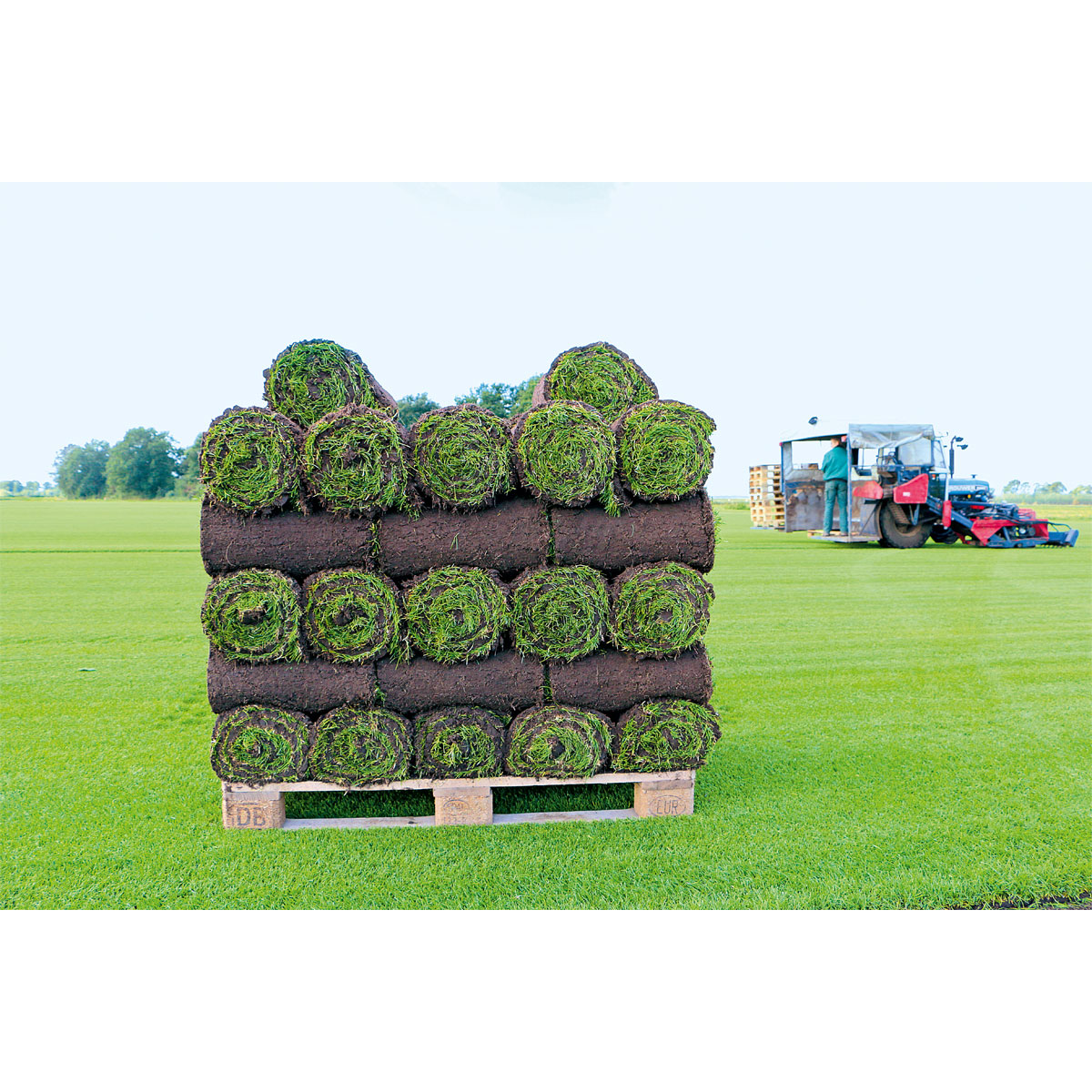 Plantiflor Rollrasen Premium-Qualität Bild 4