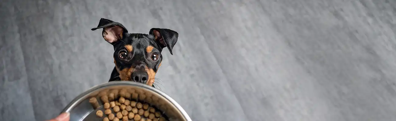 Ein kleiner Hund blickt gespannt auf einen Napf mit Trockenfutter, vor grauem Hintergrund.
