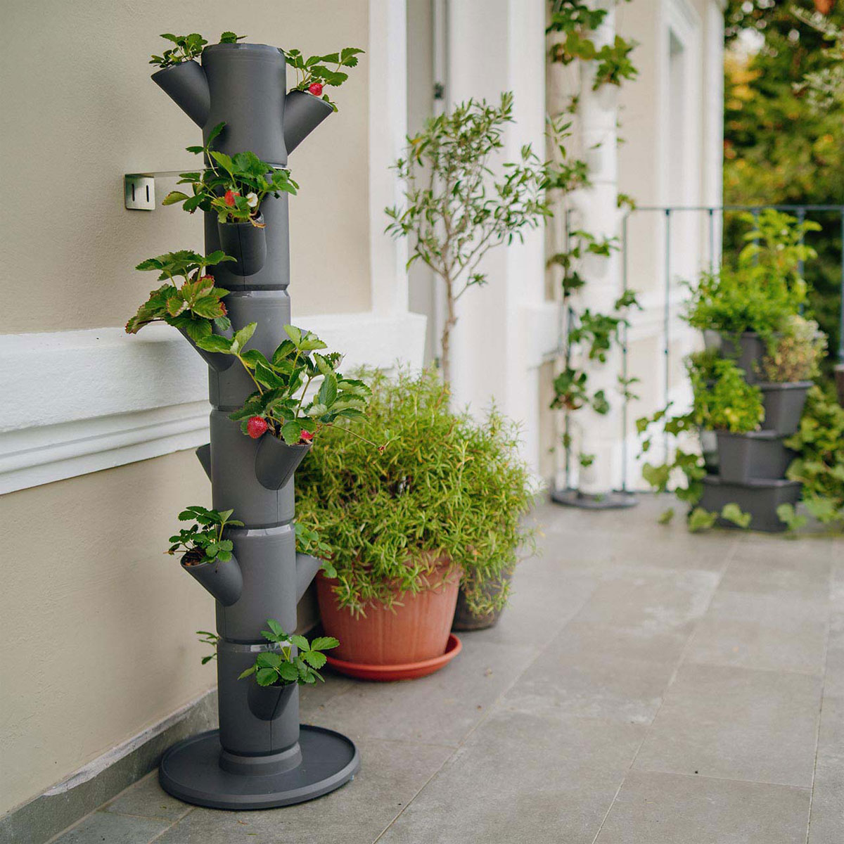 Erdbeerturm Sissi Strawberry Infinity anthr. Bild 1