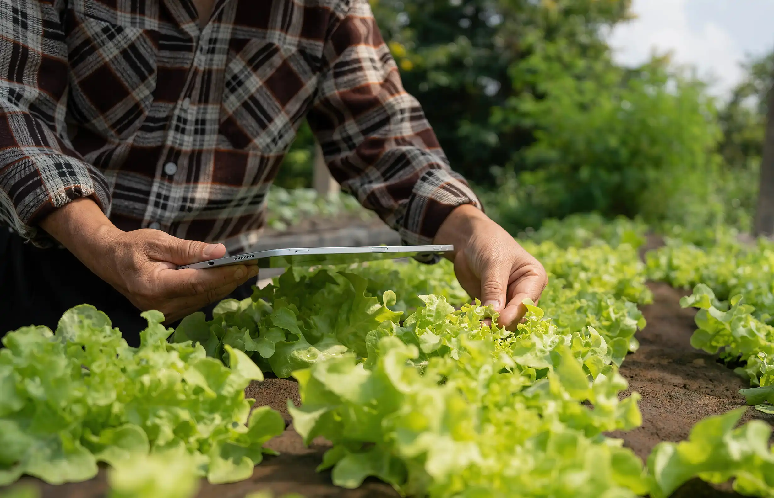 Eine Person nutzt ein Tablet zur Untersuchung von Salatpflanzen in einem Garten.