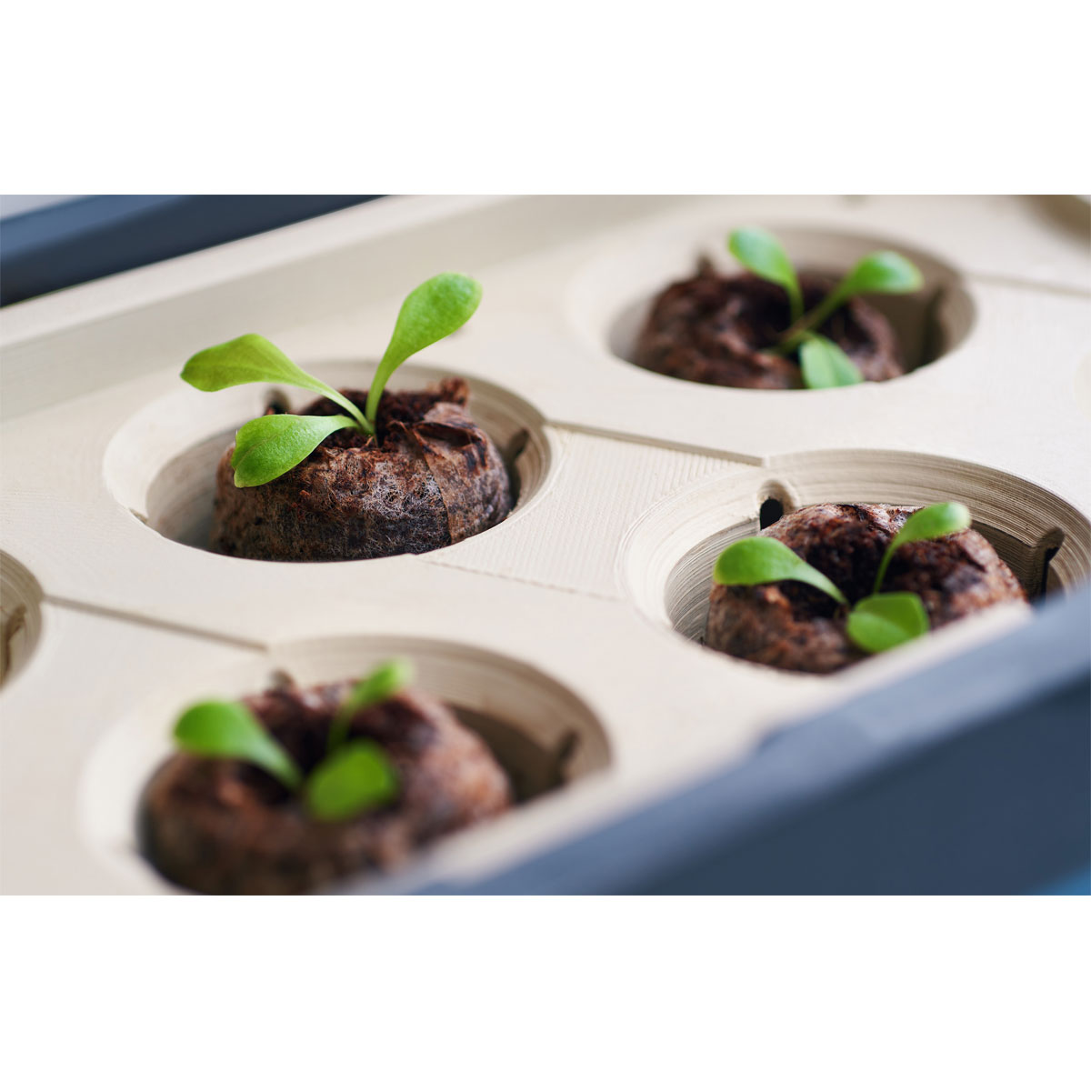 Anzuchtgefäß Harry Herbs mit Deckel weiß Bild 2