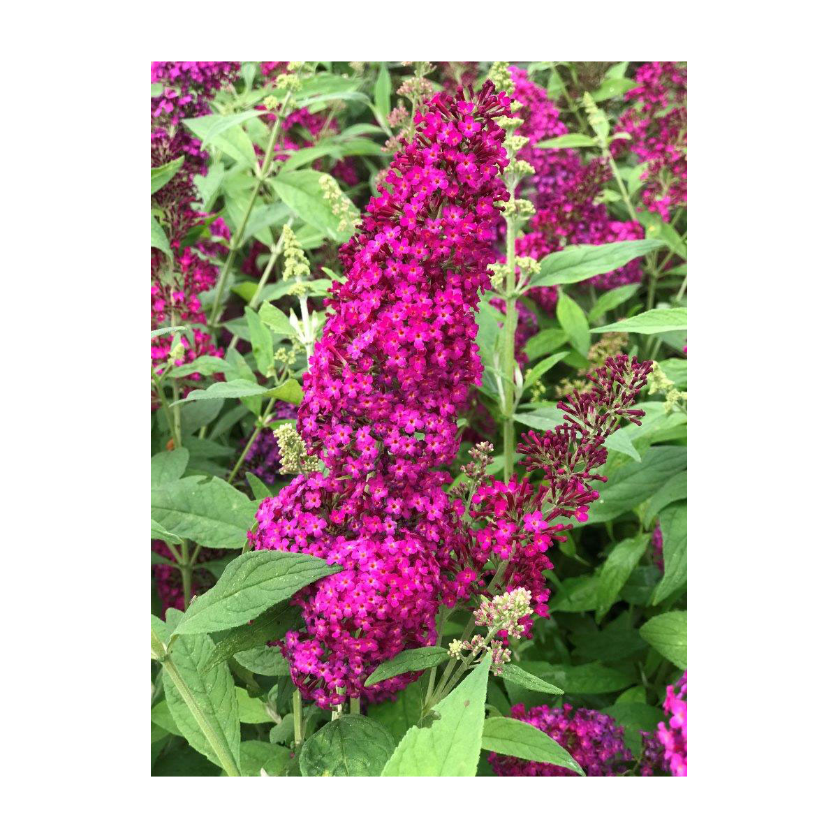 Plantiflor Sommerflieder Funky Fuchsia Topf Durchmesser 20 cm