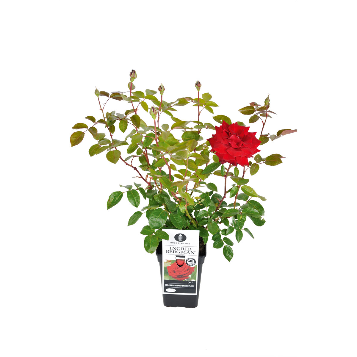 Plantiflor  Edelrose rot Topf- Durchmesser 19 cm