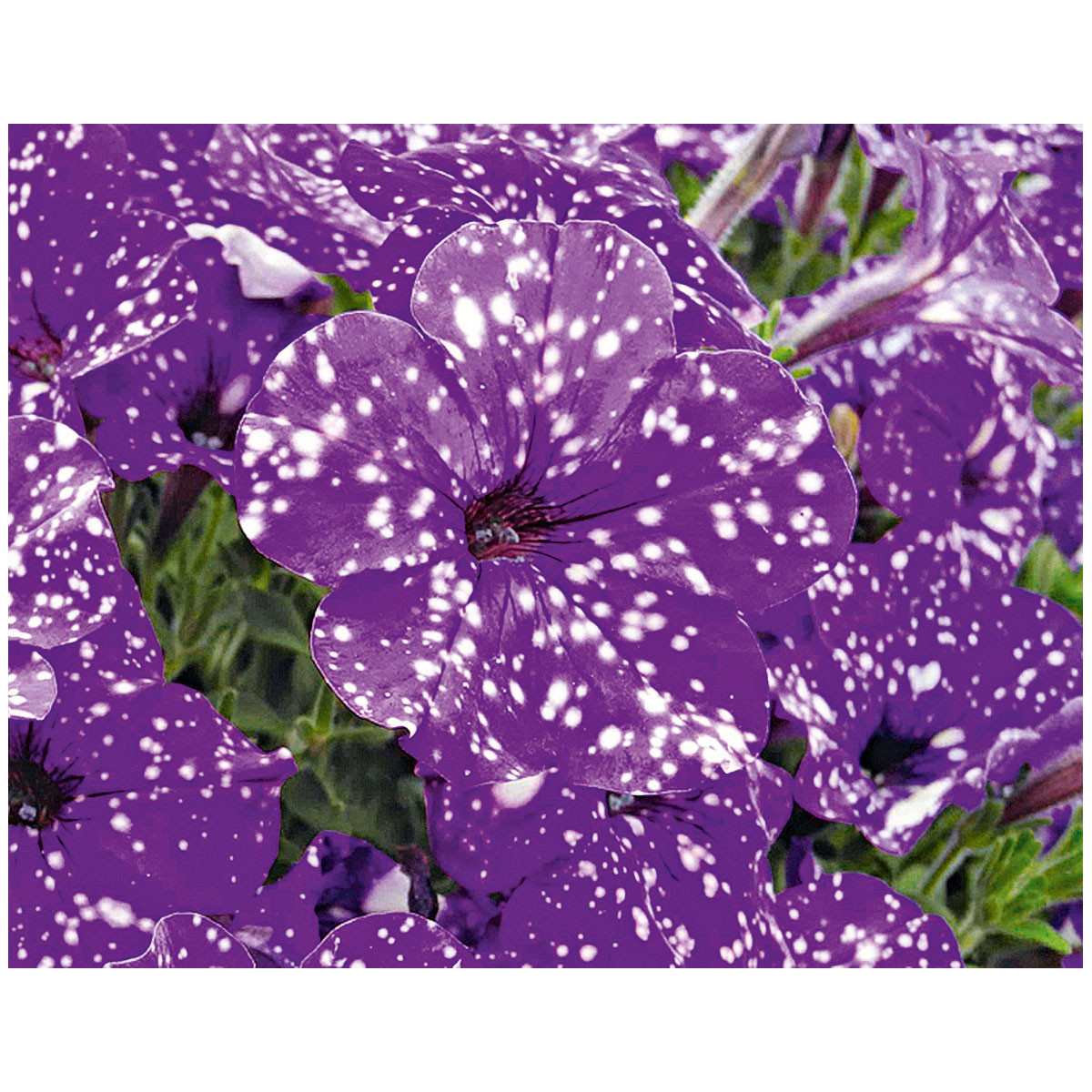 Plantiflor  Petunie Night Sky Topf Durchmesser 12 cm Bild 3