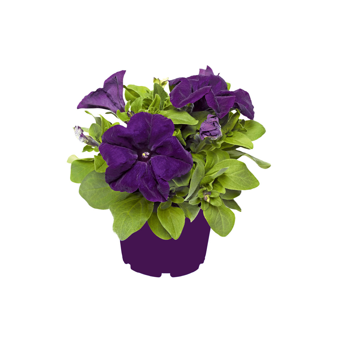 Plantiflor  Großblumige Petunie verschiedene Farben Topf Durchmesser 10,5 cm Bild 1