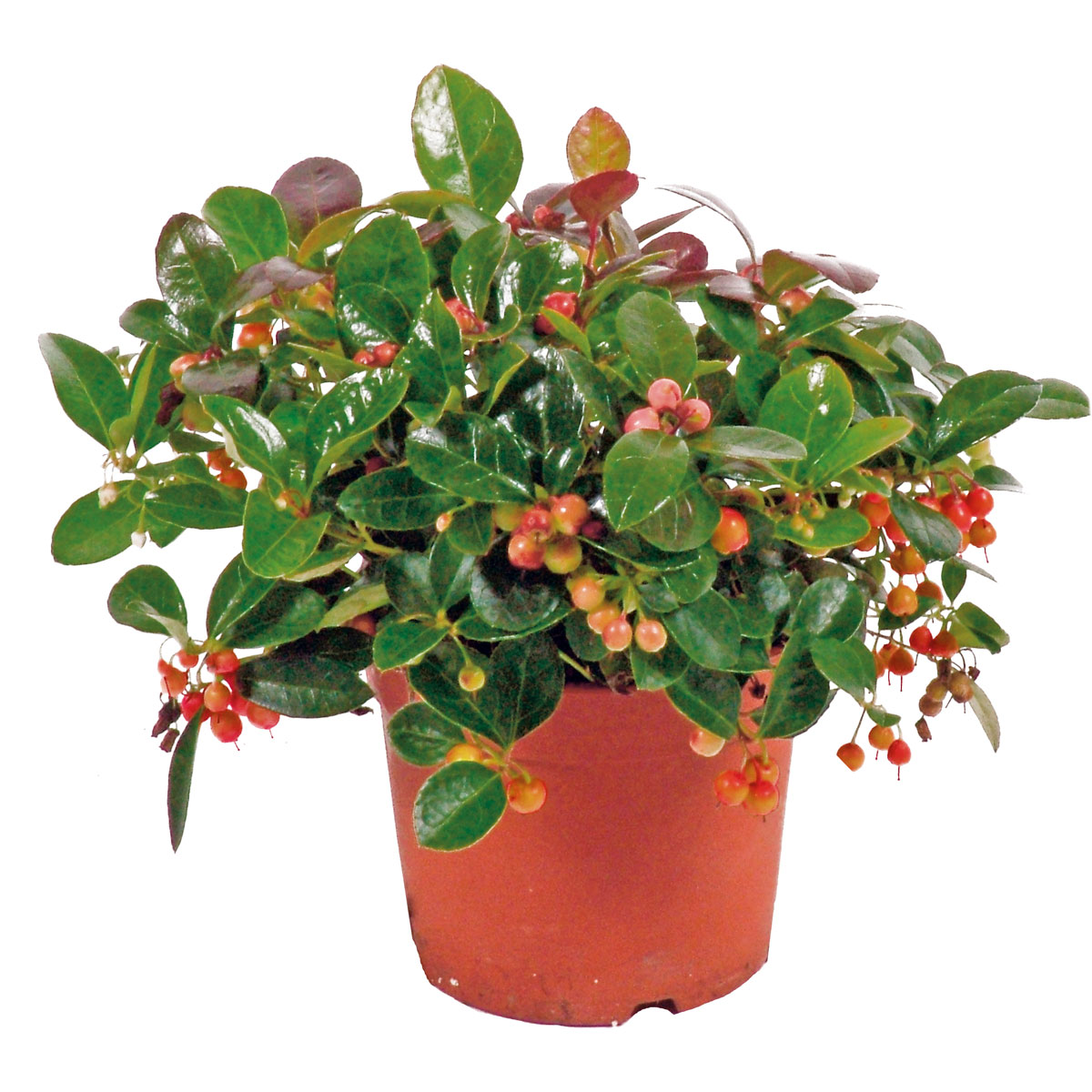 Plantiflor  Rebhuhnbeere Topf Durchmesser 10,5 cm Bild 1