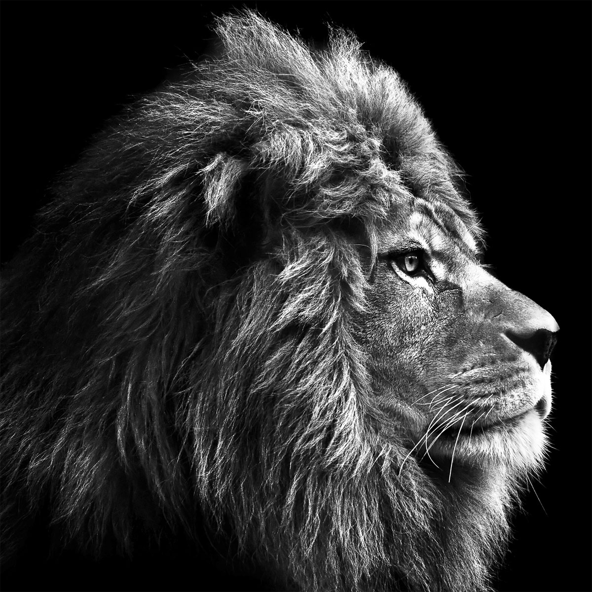 Glas-Art, Grey Lion Head 50x50 Glasbild