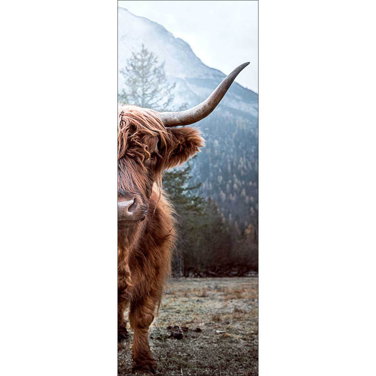 Canvas-Art, Highland cattle 30x80 cm