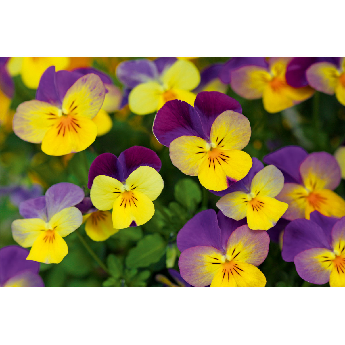 Plantiflor  Hornveilchen Topf Durchmesser 9 cm Bild 2