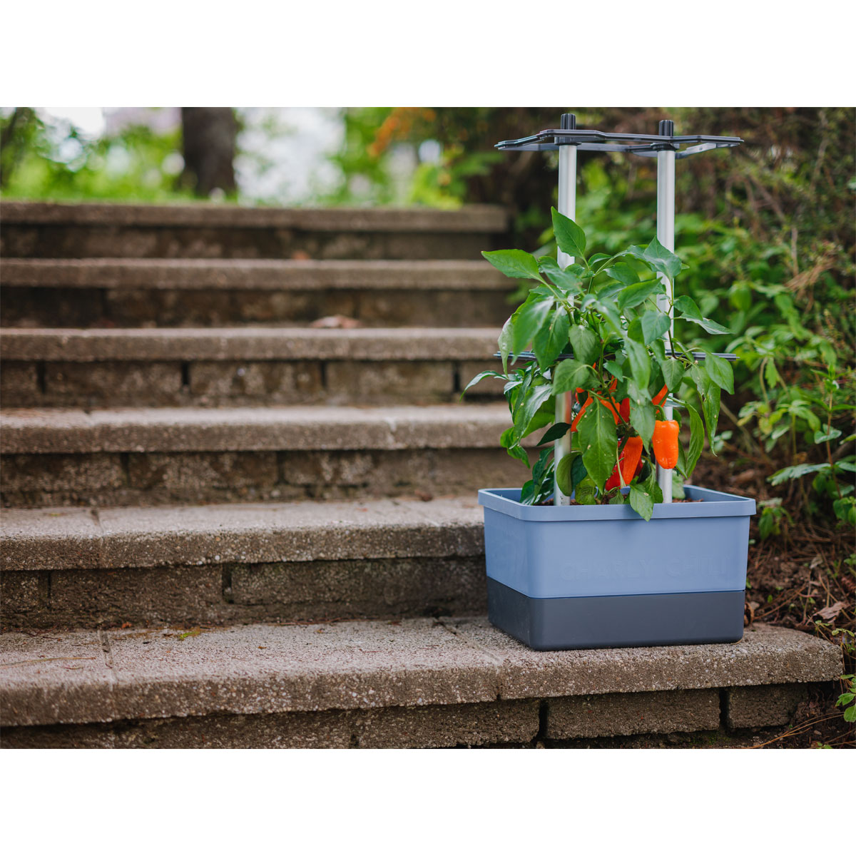 Rankhilfe Charly Chily blau Bild 1