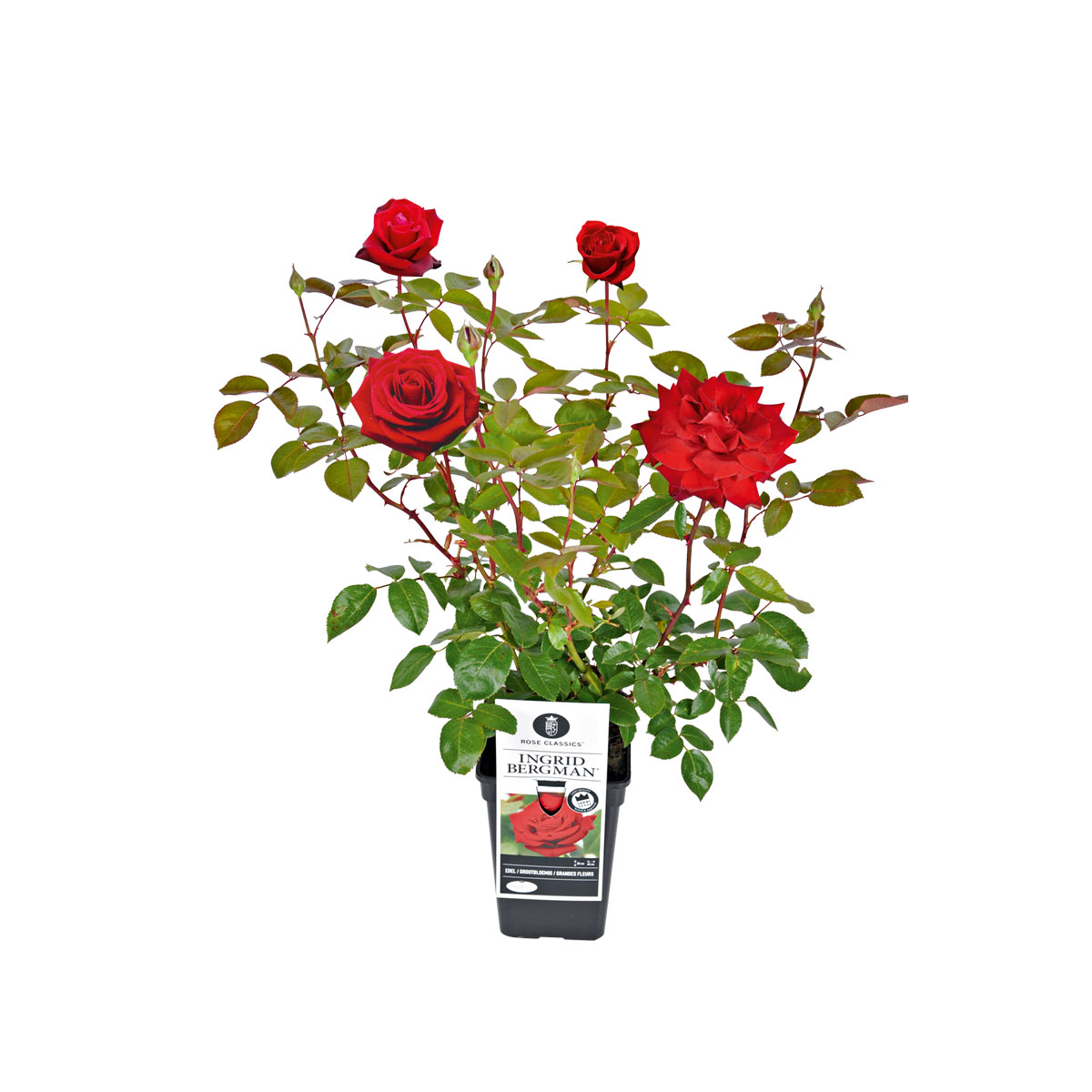 Plantiflor  Edel-Duftrose rot Topf 23 cm Bild 2
