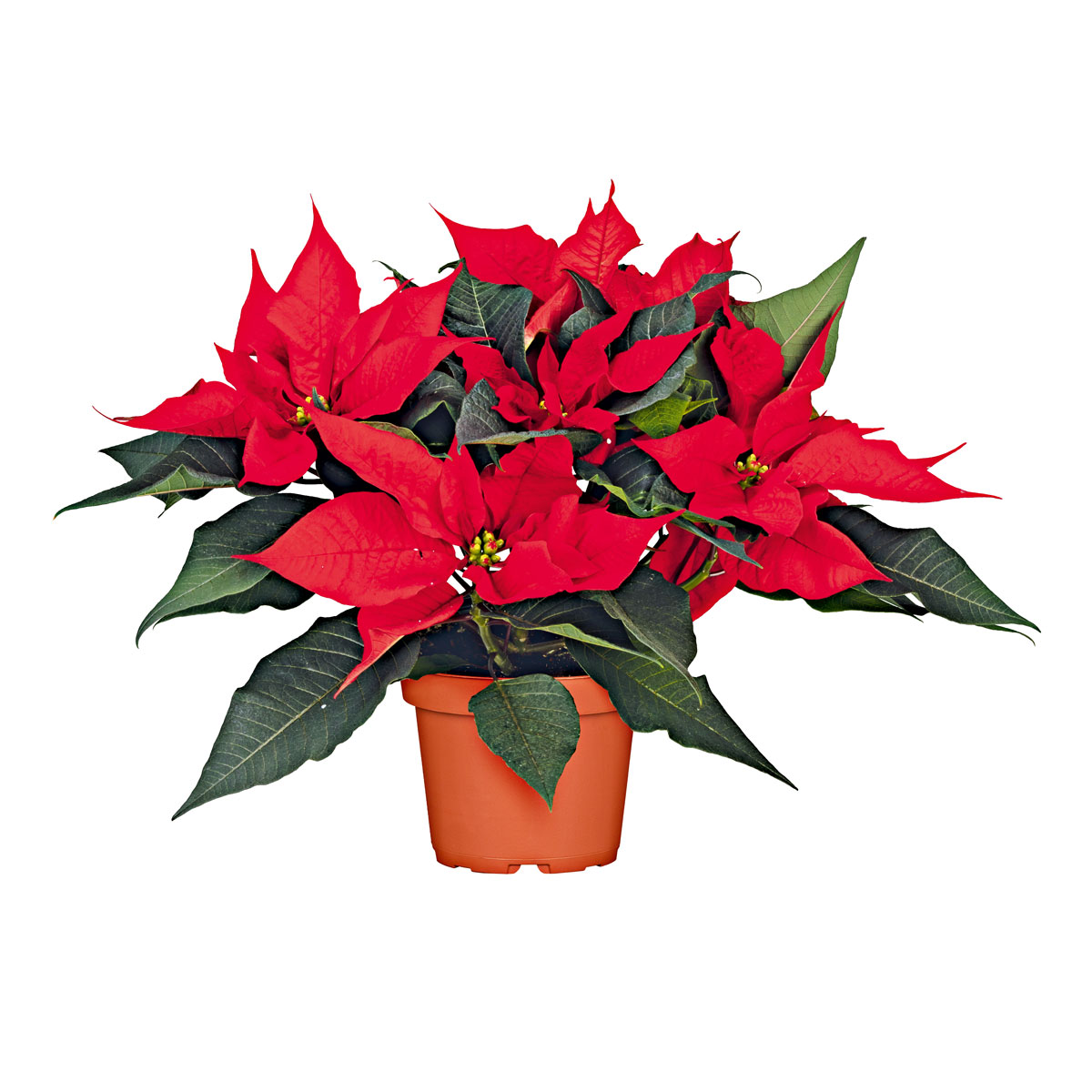 Plantiflor  Weihnachtsstern Euphorbia pulcherrima ca 35 cm Bild 3