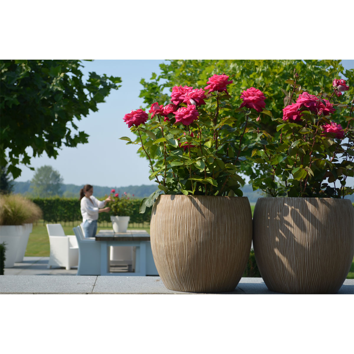 Plantiflor  Edelrose Parfum de nature Topf Durchmesser 19 cm