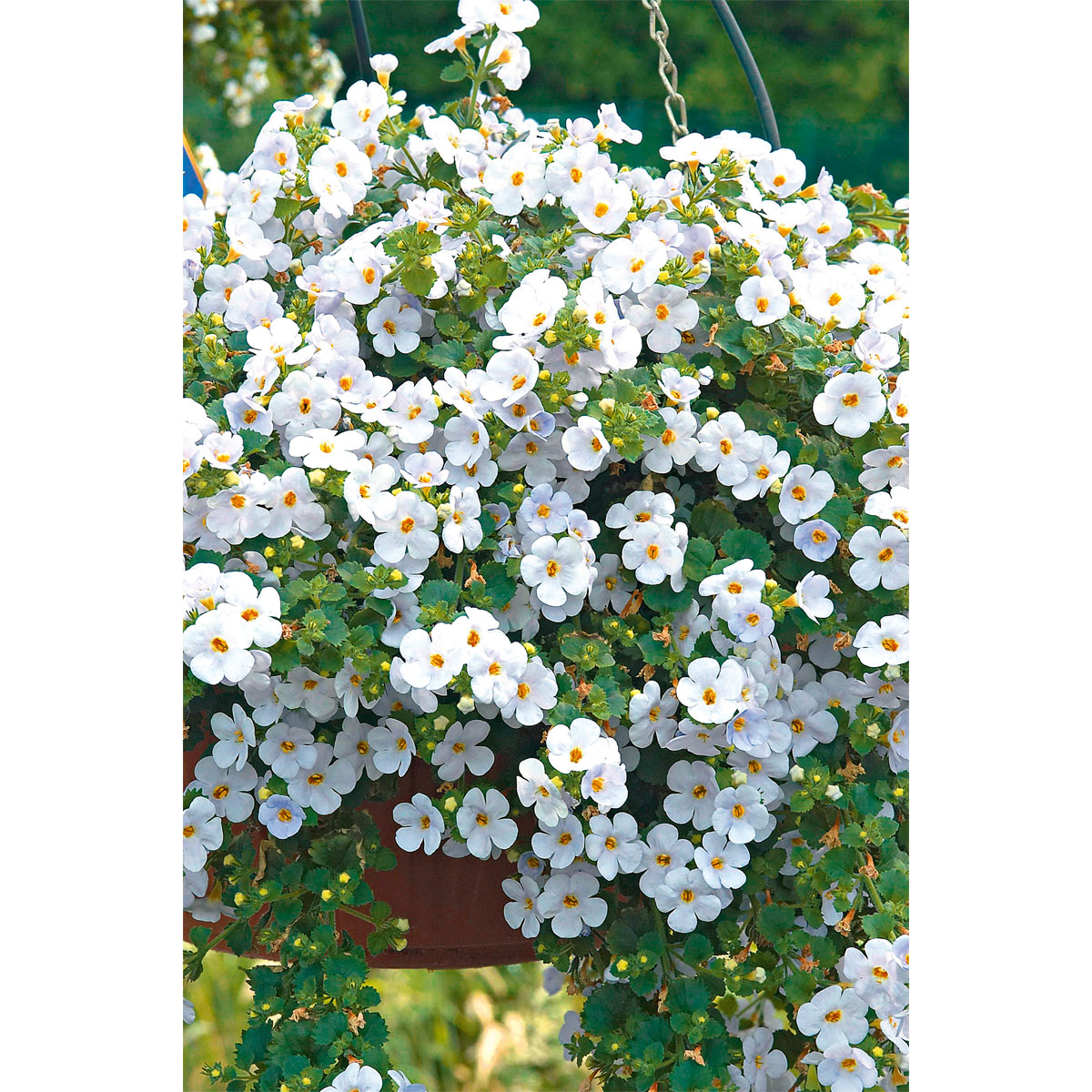 Plantiflor  Bacopa T10,5 Bild 2