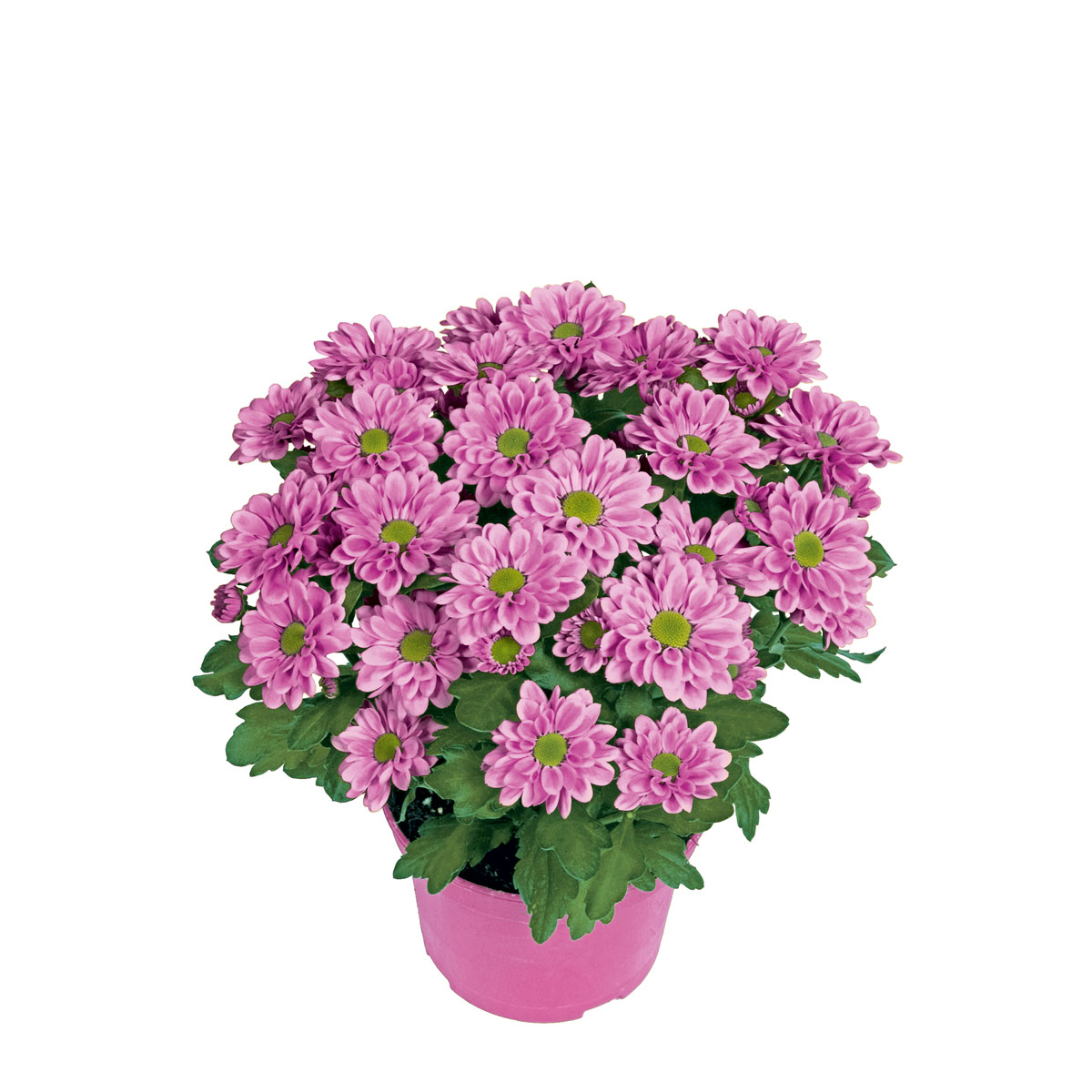 Plantiflor  Chrysantheme Swifty Topf- Durchmesser 10,5 cm Bild 2