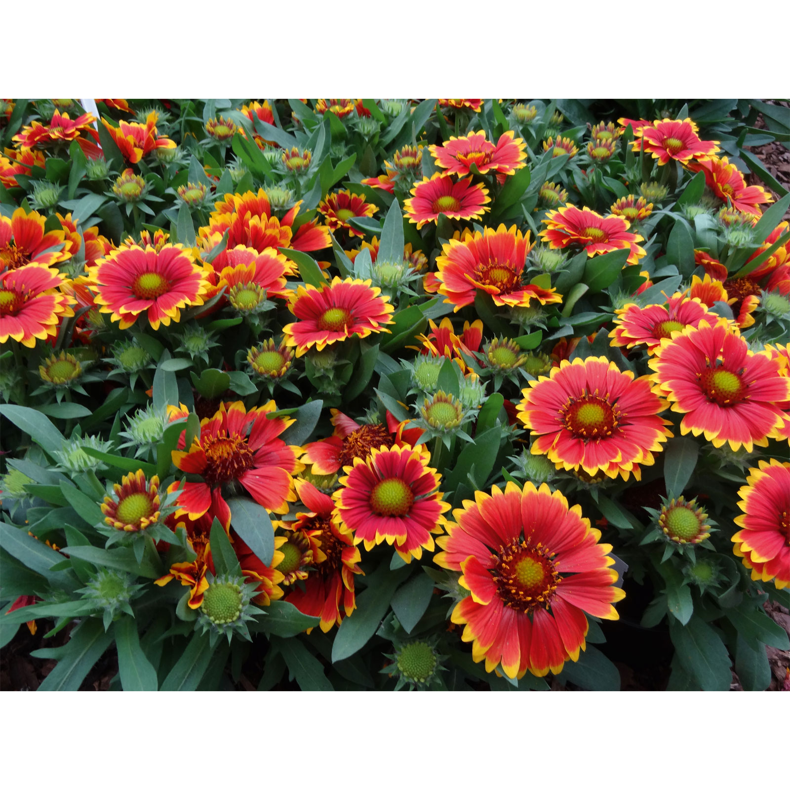 Plantiflor  Prärie-Korkadenblume Topf Durchmesser 19 cm Bild 3